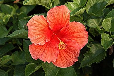 《绝地潜兵2》星球大战MOD出现 毫无违和感